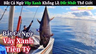 Bắt Cá Ngừ Vây Xanh Siêu To Khổng Lồ 300 Kg Đắt Tiền Nhất Thế Giới | Review Con Người Và Cuộc Sống