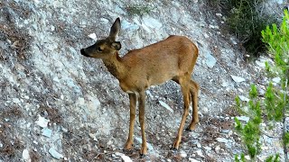 Deer observation from a DJI Mavic 3 Drone