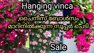 Hanging vinca care \&sale, WhatsApp: 9074102866