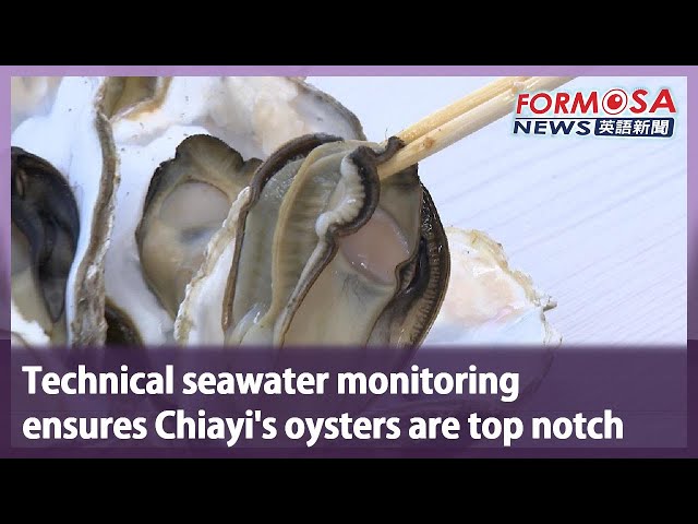 Technical seawater monitoring ensures Chiayi’s oysters are top notch.｜Taiwan News