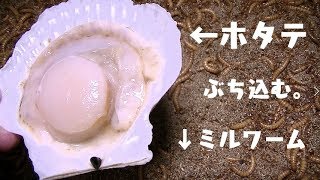 大量のミルワーム水槽にホタテを投入すると・・