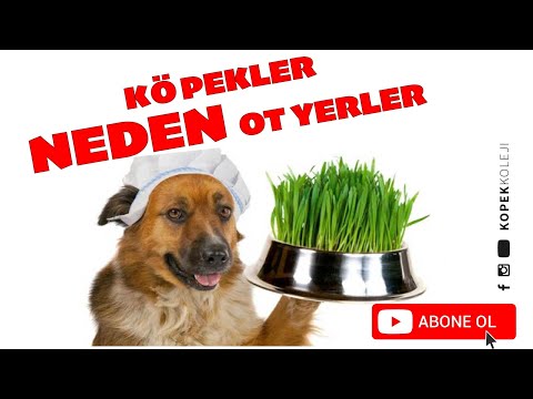 Video: Köpek Neden Ot Yer