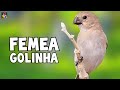 FÊMEA DE GOLINHA | Esquente Seu Golinha AGORA !