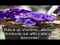 Daca ai VIOLETE trebuie sa afli cateva secrete!