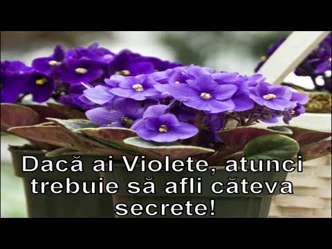 Video: De Ce Violetele Devin Galbene