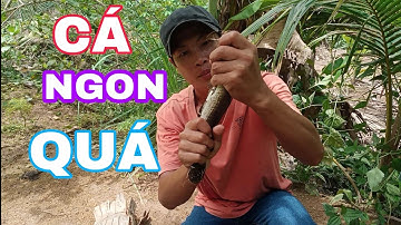 câu cá lóc bằng vịt, và cận cảnh xem những cú táp quá hồi hộp NI NGUYỄN TV #56