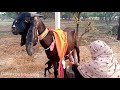 special goat milking / provide 5 kg Milak one time / daily routine vlog