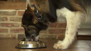 Yumega From Lintbells