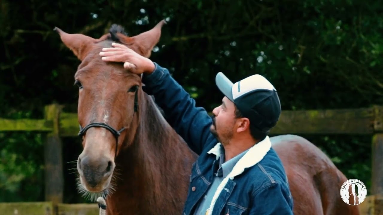 Mula que nega orelha. Como resolver? - Parte final