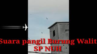 Suara Panggil Burung Walit Sp Raja Nuh