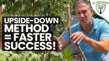 How To Propagate Figs – SUMMERTIME  |  Cuttings & Upside-Down Method