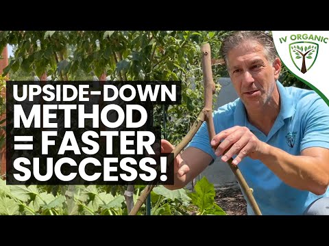 How To Propagate Figs – SUMMERTIME  |  Cuttings & Upside-Down Method