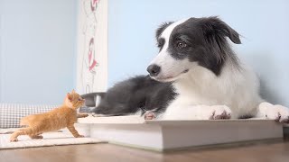 Tiny Rescued Kitten With Separation Anxiety Cannot Sleep Without Border Collie