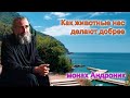 Как животные нас делают добрее. Безусловная любовь | Монах Андроник | Афон