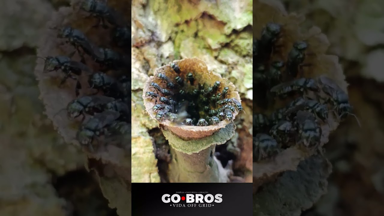 Enxame de Abelha Tubuna natural e isca de Jataí na mesma árvore 