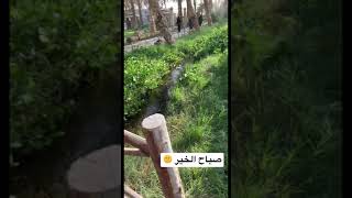 صباح الخير