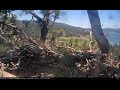 Turkey Vultures buzz the nest