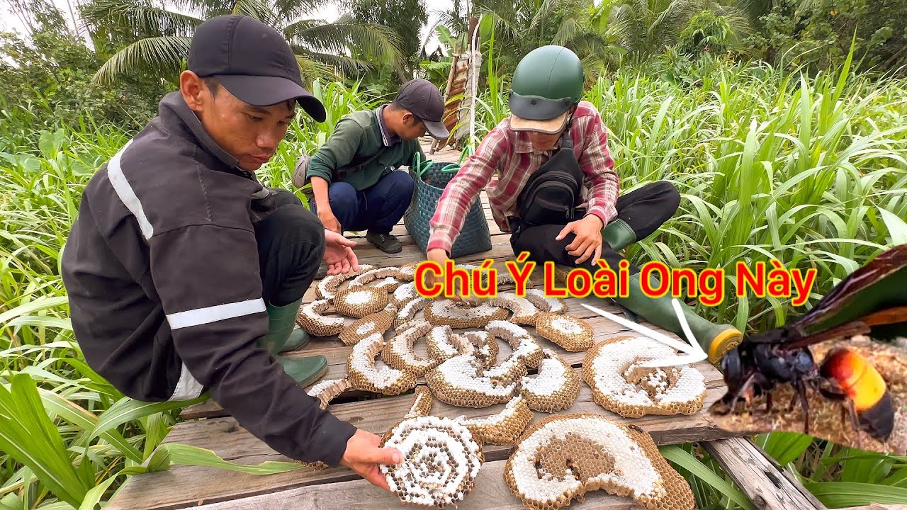 Mạo Hiểm Giúp Đỡ Người Dân Bắt Những Tổ Ong Nguy Hiểm Khó Lường