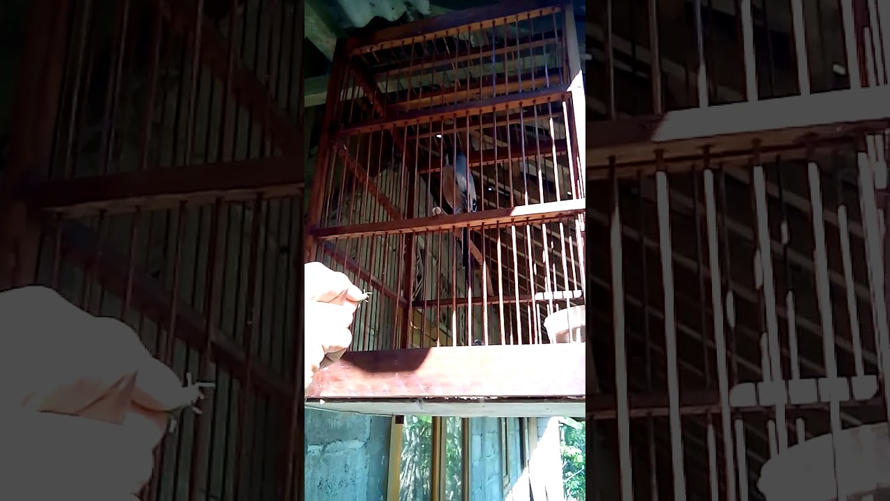 Burung cendet master 