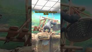 Top 5 Strongest Animals on Earth #shorts #facts