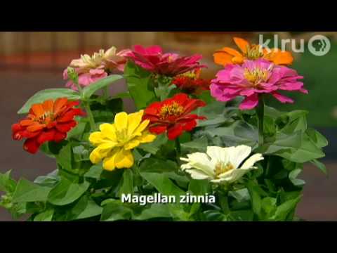 Video: Zinnia նազելի (29 լուսանկար) ՝ նկարագրություն, Zinnia նազելի դալիայի տեսակներ, միջատ և այլն