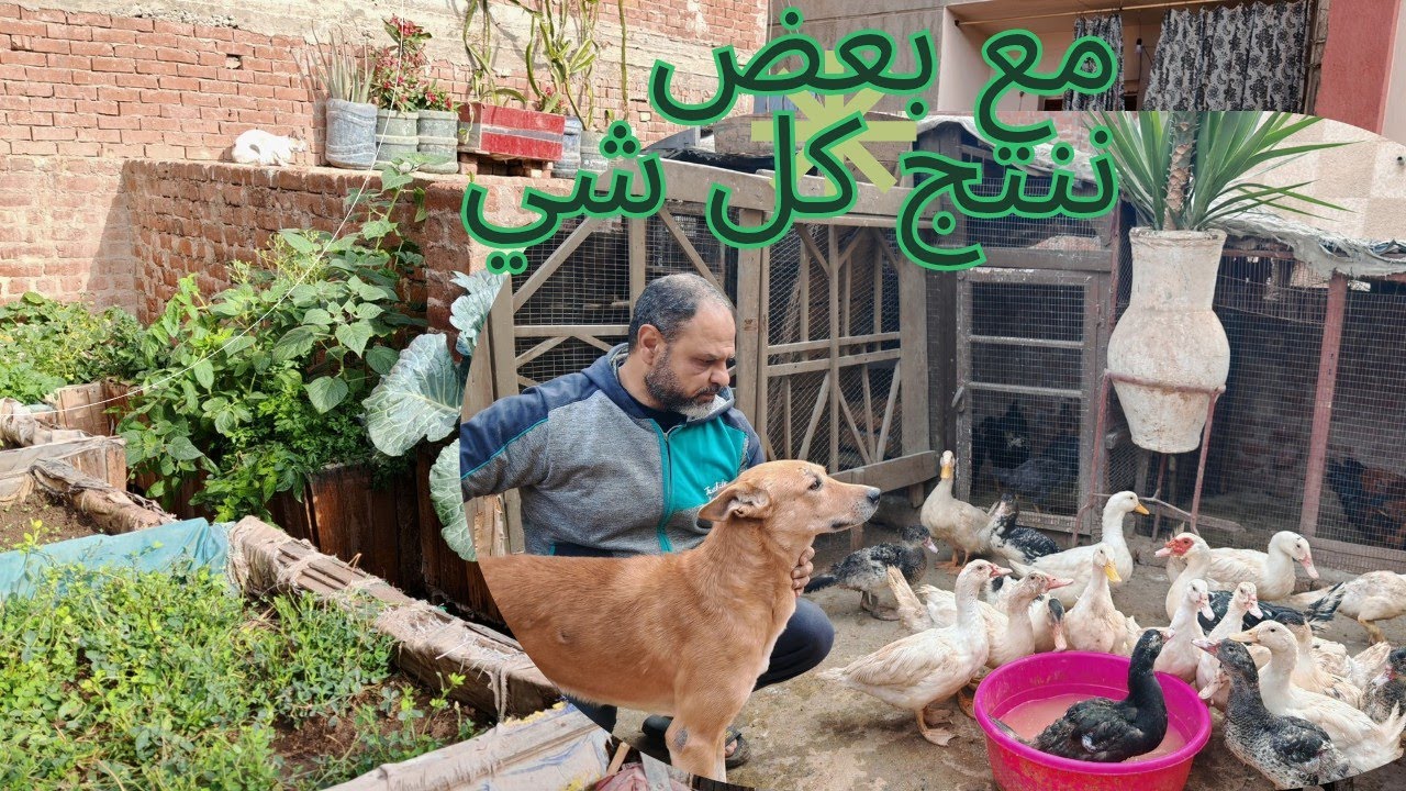 وداعا للعلف مع اقوى خلطه لتسمين الطيور بكل أنواعها 