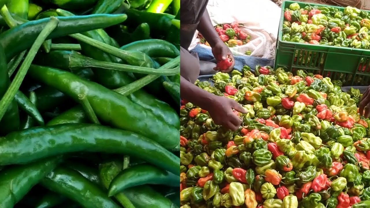 Growing Pepper in Uganda Part 4 Know what your PEPPER garden needs