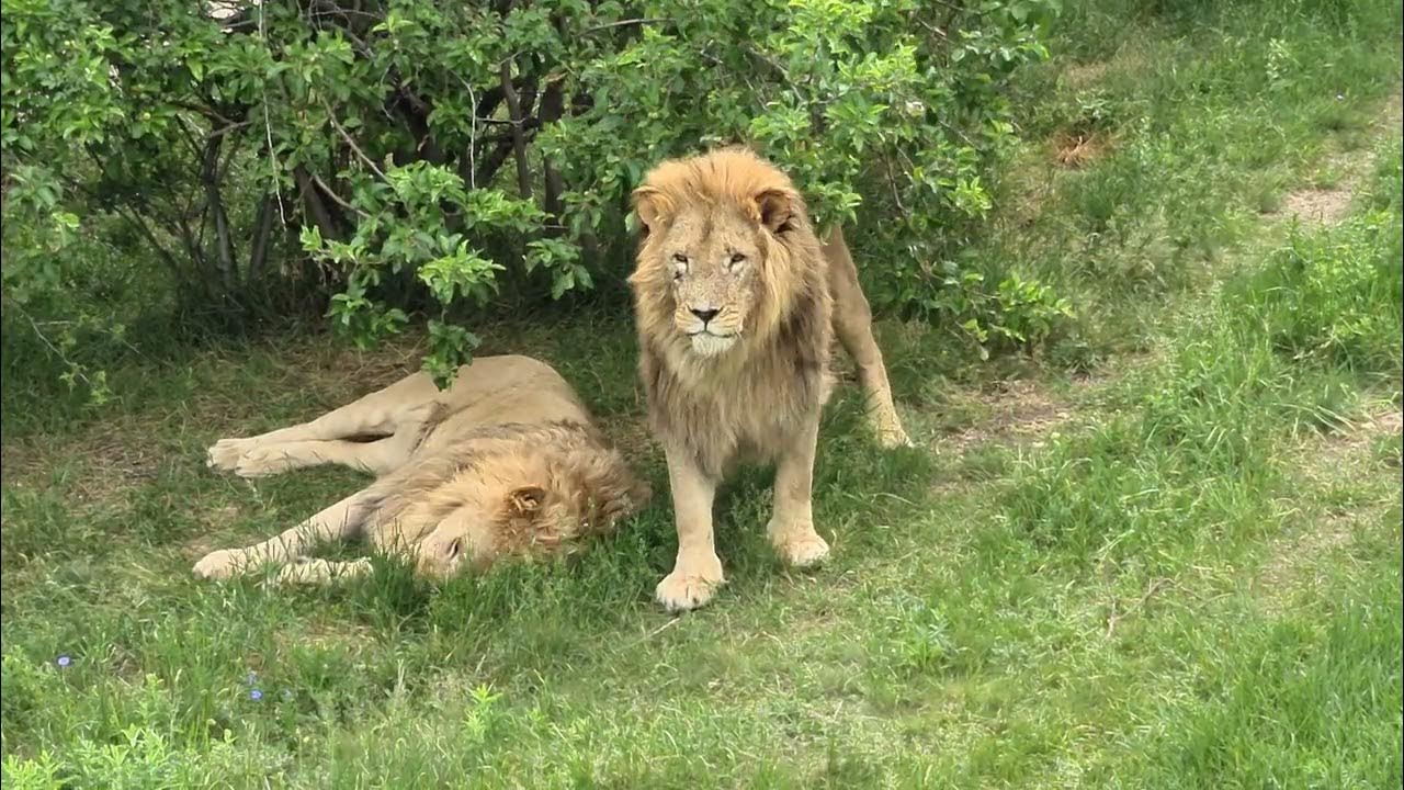 лев алекс тайган. тигрят и больших львов. олег зубков парк львов тайган. парк львов тайган. парк белый лев.
