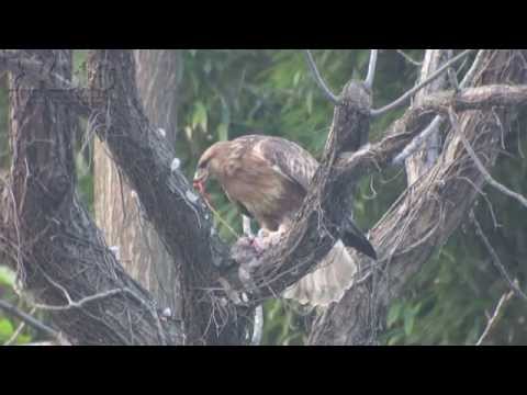 普通鵟 Eastern Buzzard (Buteo japonicus)