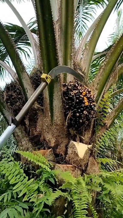 Super Skill to Harvest Palm Oil Fruit #satisfying @HappyFarm85