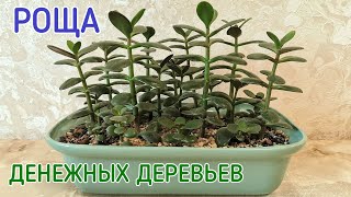 Денежное дерево (толстянка). Роща денежных деревьев.