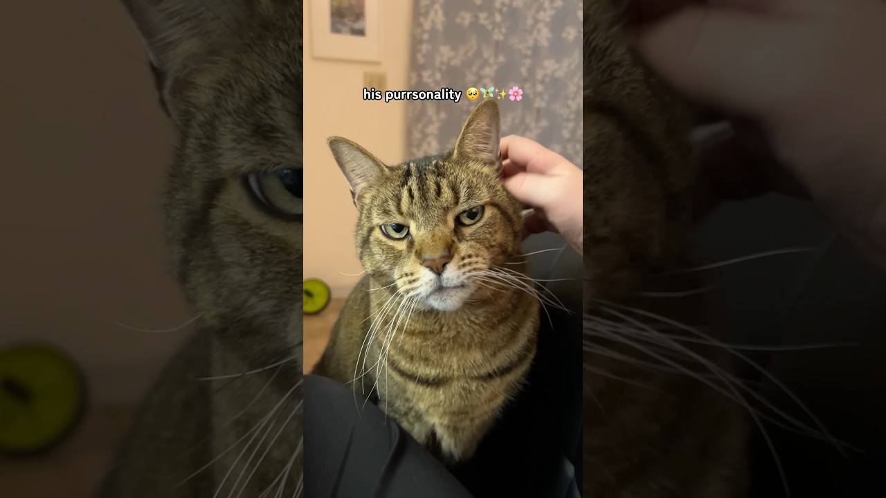 Atlas looks 👿 vs his personality ✨ 