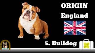 Top 10 Dog Breeds of World by Nadia Pets Global 2 views 2 years ago 1 minute, 34 seconds
