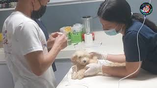 Two Months Old Pom/Zsitsu Ayaw Kumain Nagsusuka At Nagtatae Pina Checkup Ko Positive Sa Parvo Virus