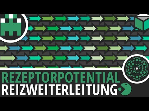 Rezeptorpotential einfach erklärt│Biologie Lernvideo│Learning Level Up. 