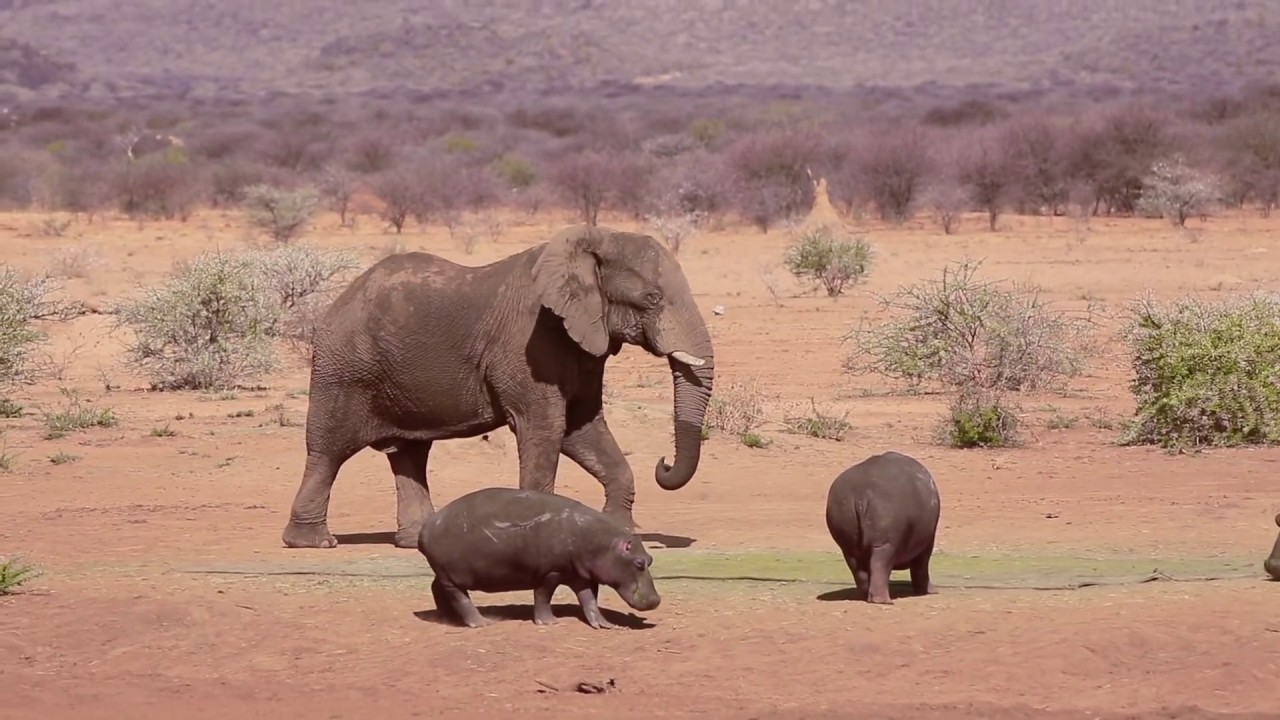 Elephant charges Hippo - YouTube.