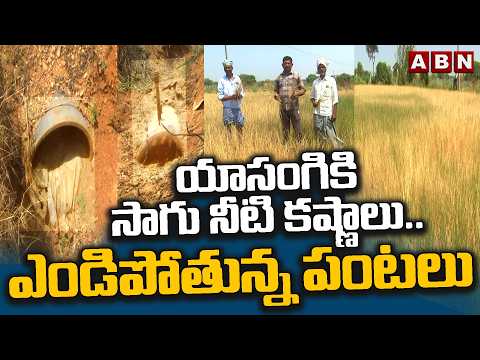 యాసంగికి సాగు నీటి కష్ణాలు.. ఎండిపోతున్న పంటలు | Farmers Facing Struggle With Yasangi Water Shortage - ABNTELUGUTV