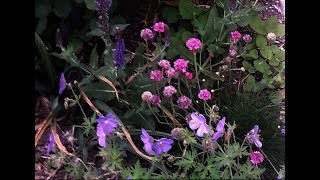 Propagating Sea Thrift / Armeria