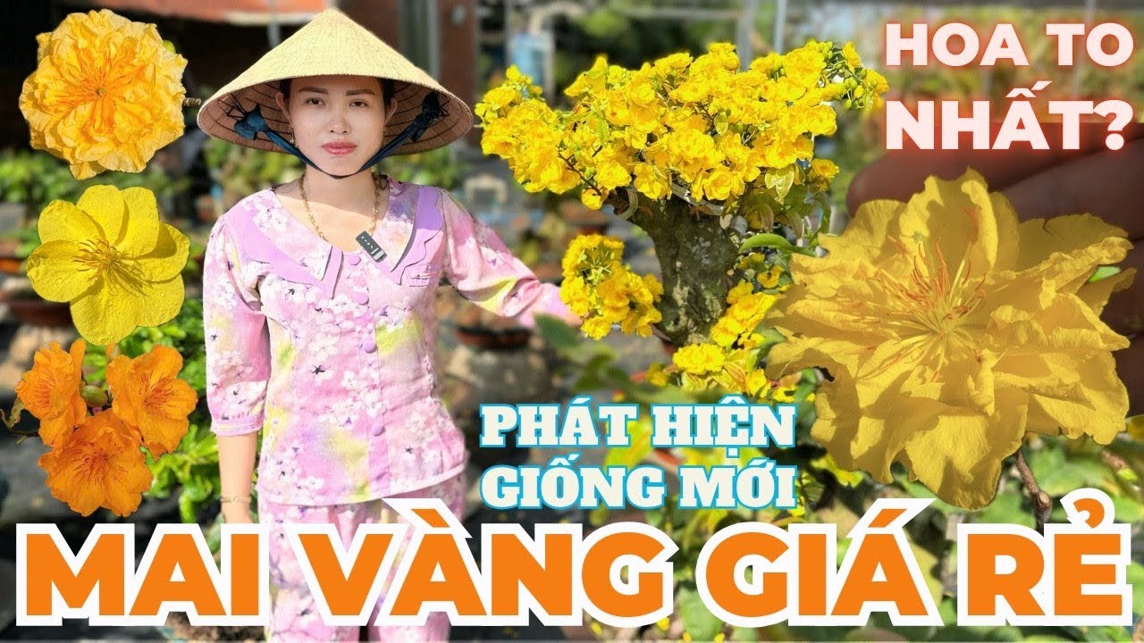 03-03 CHỊ CẨM Giao Lưu Mai Vàng Giá Rẻ, Giảo Cam Thiên Lộc, Giảo Ông Thầy, Gió Tây Ninh, Đọt Đỏ...