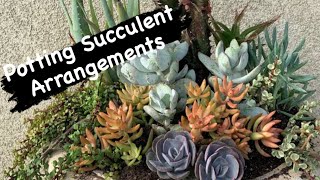 Big Succulent Arrangements / Front Yard Succulents / Potting Big Succulent Arrangements