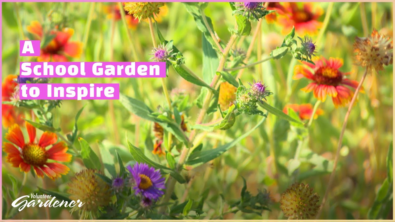 Beginnings of a Pollinator Garden | Volunteer Gardener