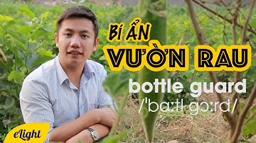 Bí ẩn vườn rau [Từ vựng tiếng Anh theo chủ đề #48]