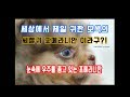 세상에서 제일 귀한 모색의 포메라니안을 소개합니다 Mp3 Song
