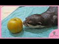 カワウソのビンゴに梨をあげてみた/Otter Bingo get a whole pear