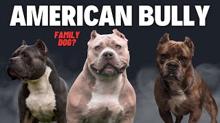 American Bully as a Family Pet: Pros and Cons!