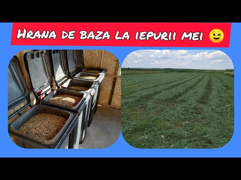 Video: Hrănirea Iepurilor