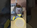 Маша и каша 24😋#monkey #petmonkey #макака #экзотика #animal #зоо #mukbang #обезьяна #питомец