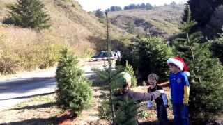 Sawing Our 2013 Christmas Tree