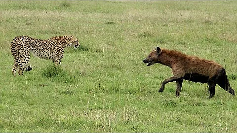 HYENAS ATTACKING CHEETAH CUB, INSANE!!