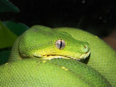 Green Tree Python - new additon - ENVY - Meet him and see his set-up